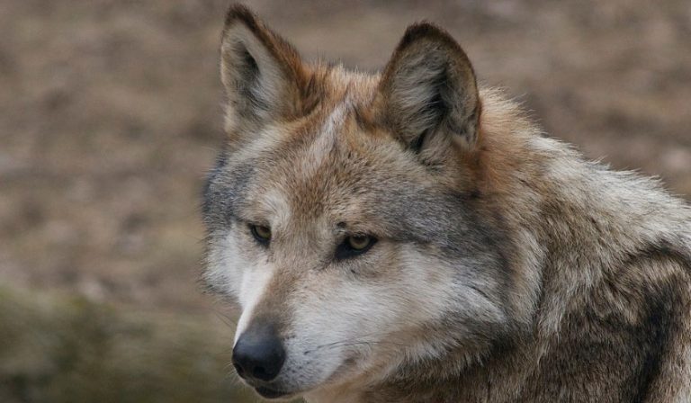 INCIDENTI I RREZIKSHËM/ Tufa e ujqërve del nga kafazi, mbyllet kopshti zoologjik në Francë
