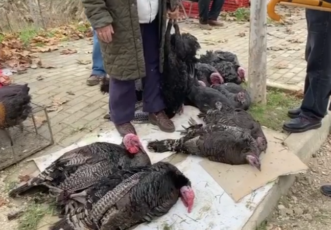 Panairi “Puka në festë” në vitin e dytë, qytetarët shijojnë muzikën dhe gatimet tradicionale