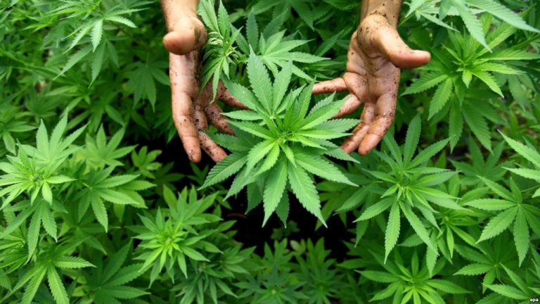 KULTIVIMI I KANABISIT PËR PËRDORIM NUK ËSHTË MË VEPËR PENALE/ Kush është vendi i parë në Evropë që legalizon marihuanën