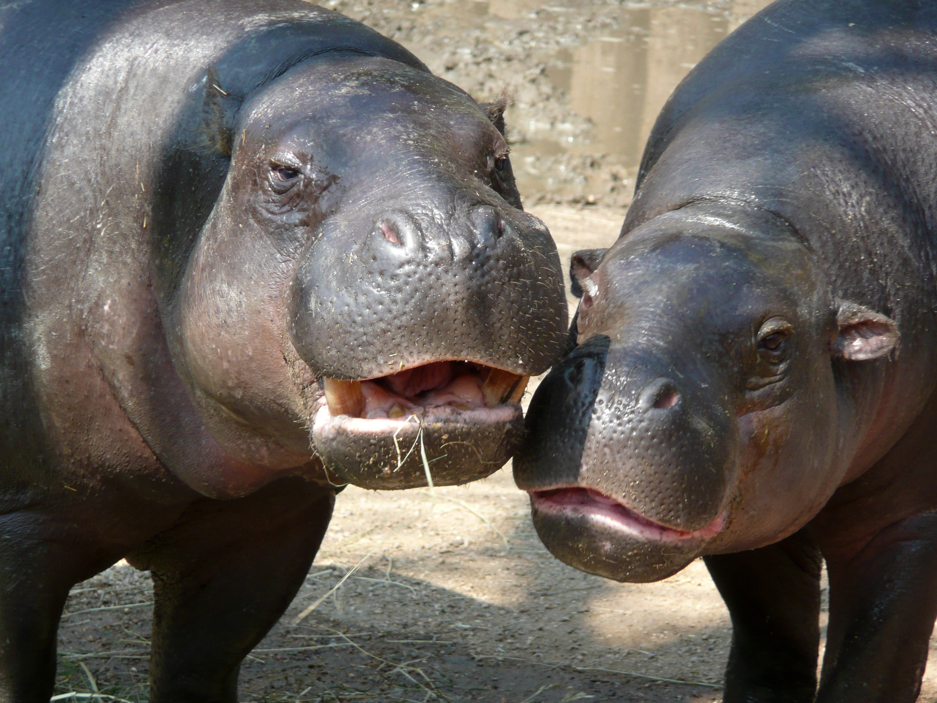 E PAZAKONTË/ Dy hipopotamë infektohen me Covid-19
