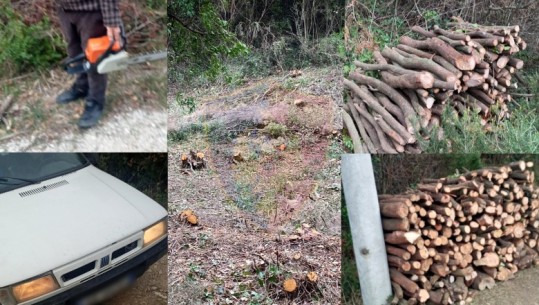PO TRANSPORTONTE LËNDË DRUSORE/ Prerja e pyjeve në zonën e mbrojtur te Kepi i Rodonit, nën hetim dy persona