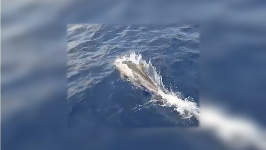PAMJET FANTASTIKE/ Një familje delfinësh “dhuron spektakël” në ujrat e detit Jon