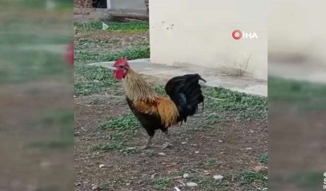 NJIHUNI ME BAFTJARIN/ Gjelin “VIP” që këndon deri sa i bie të fikët. Pronari: Kam marrë… (VIDEO)
