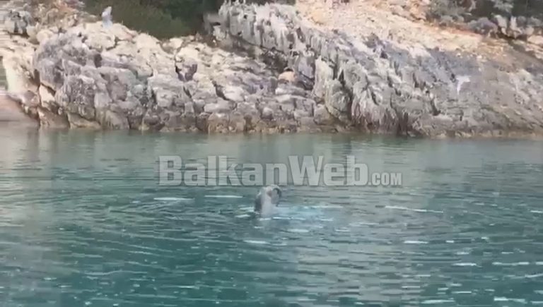 PAMJE E RRALLË NË KARABURUN/ Shihni se si foka “Murgeshë” sulmon dhe ha peshqit shumë pranë bregut (VIDEO)