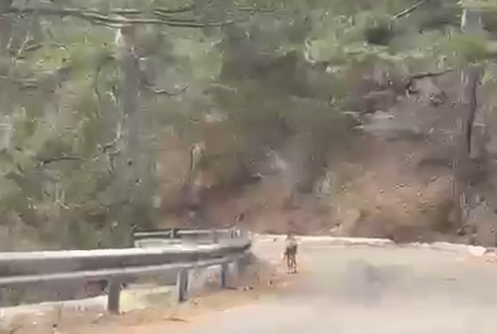 ISHTE ZHDUKUR PREJ VITESH/ Kaprolli rishfaqet në parkun kombëtar të Qafështamës (VIDEO)