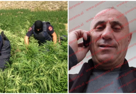 I GJITHË FISI NË KULTIVIM KANABISI/ Arrestohen pas 3 vitesh hetime. Kush është “koka” e bandës dhe si funksiononin