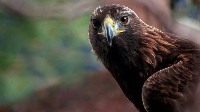 “THESARE NATYRORE TË PAZBULUARA”/ Televizioni gjerman dokumentar për gjallesat e egra në Shqipëri