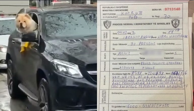 FOTOLAJM/ Qeni në dritare dhe i ulur në vend të parë në makinën luksoze, gjobitet shoferi që “e nxori shëtitje”