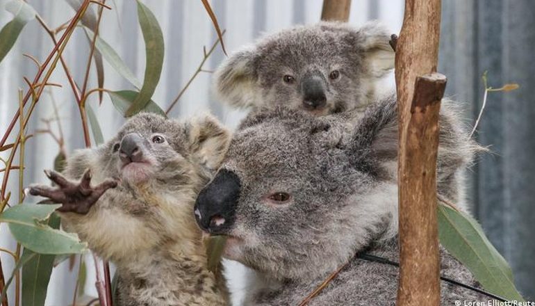 NDRYSHIMET KLIMATIKE DHE SHFAROSJA E PYJEVE/ Australia i rendit koalat si specie të rrezikuara