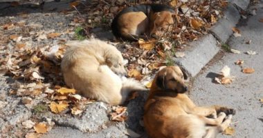 E RËNDË/ Donte të vriste qentë, 59 vjeçari plagos kushëririn në Gjirokastër