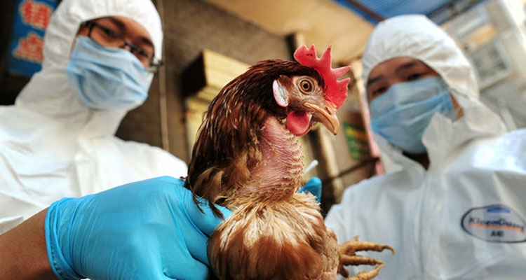 GRIP SHPENDËSH NË SHQIPËRI? Reagon Ministria e Bujqësisë: Ekspertët veterinarë …