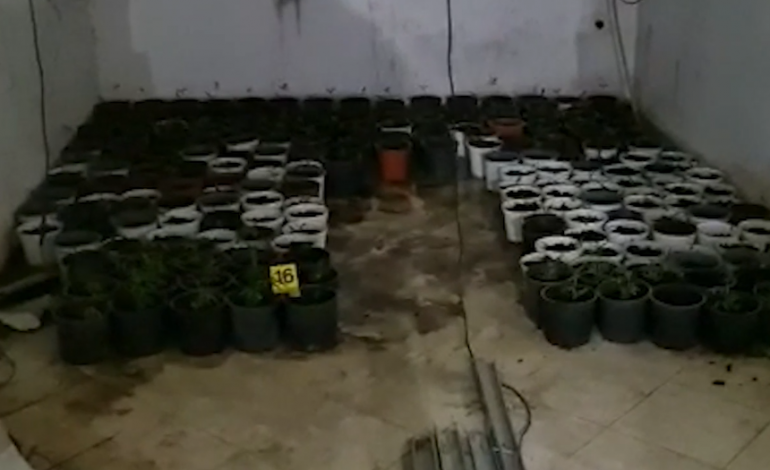 ZBULOHET SHTËPI BARI NË KRUJË/ Arrestohen babë e bir. Sekuestrohen qindra vazo me kanabis