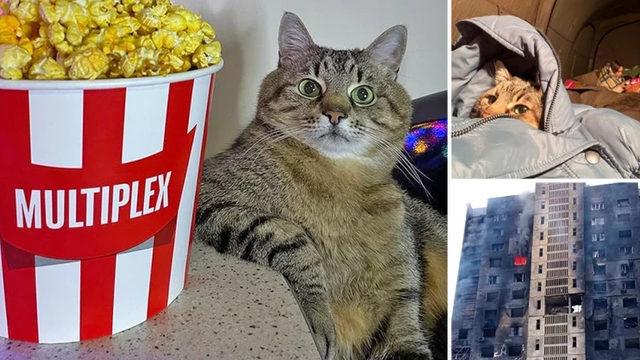 SHPËTOHET NGA UKRAINA/ Macja më e famshme e Instagram-it dërgohet në Francë