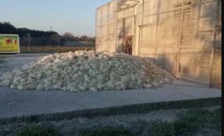 PAMJET E RËNDA/ Mal me pula të ngordhura në Durrës. Veterineri: Situatë është e rëndë