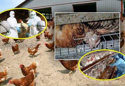 GRIPI I SHPENDËVE/ Mbi 23 mijë pula të ngordhura në ditë, epidemia tremb konsumatorët: Nuk blejnë më vezë...
