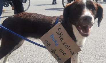 Kur proteston edhe qeni (mesazhi i veçantë)