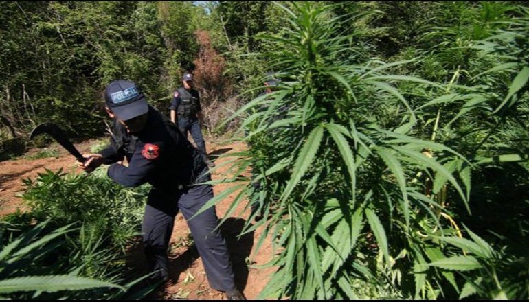 OPERACIONI ANTI-DROGË NË FUSHË-KRUJË/ Gjenden 900 fidanë kanabis, 2 të shoqëruar