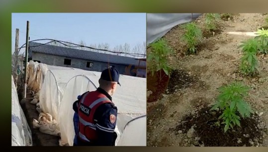 ZBULOHEN 10 SERA QË KULTIVONIN DROGË NË THUMANË/ Sekuestrohen 925 fidanë kanabis! Dy të arrestuar, një në kërkim
