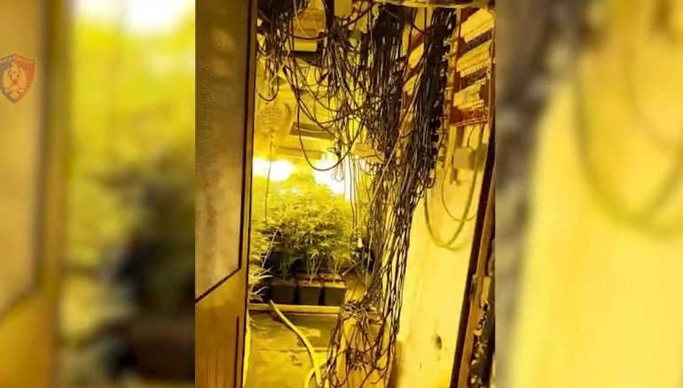 OPERACION ANTIKANABIS/ Zbulohet një magazinë ku kultivohej hashashi në Krujë, arrestohen dy persona