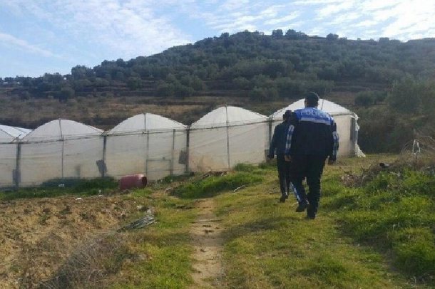 FNSH AKSION NË KRUJË/ Zbulohet sera me kanabis, ja çfarë po ndodh (PAMJET)