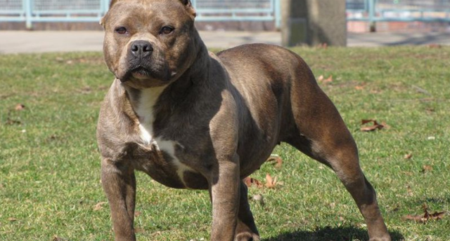 DY QEN “PITBULL” SULMOJNË NJË GRUA NË TIRANË/ Policia arreston pronarin