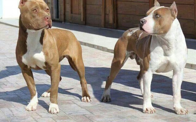 TMERR NË TIRANË/ Del për të blerë bukë, por gruaja masakrohet nga dy qen “pit bull”. Arrestohet…