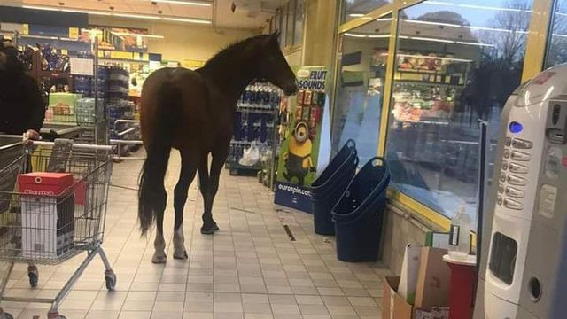 Një klient i pazakontë në … supermarket!