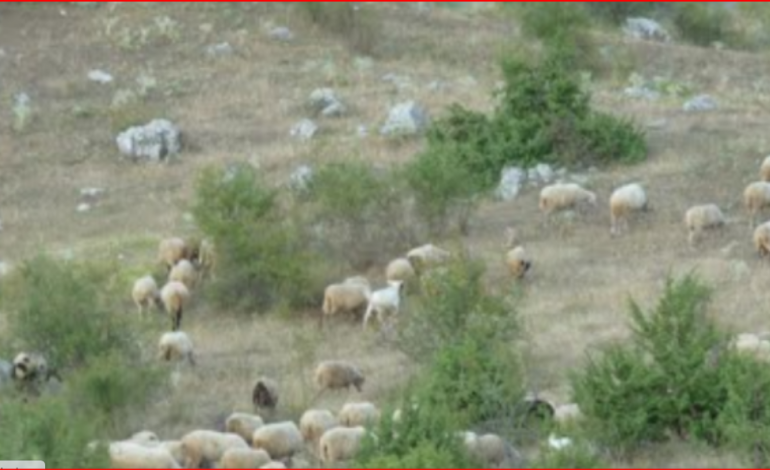 E RËNDË/ Po kulloste bagëtitë, 63-vjeçari nga Klosi bie nga lartësia
