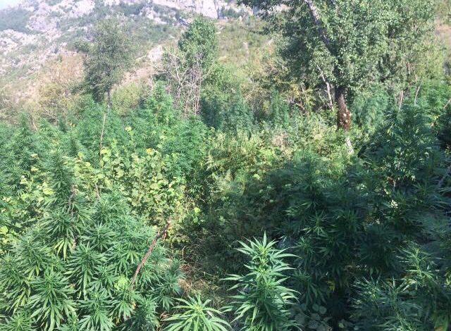 NJËSOJ SI NË KOLUMBI/ Kamera dhe granata kurth në parcelën e hashashit, policia godet dy tropojanët
