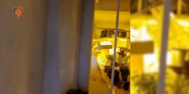 NDODH NË TIRANË/ “Shtëpi bari” në dy katet e vilës. Kapet “mat” pronarja, arrestohen edhe dy faturistët e OSHEE
