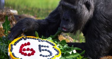 GORILLA MË E VJETËR MBUSH 65 VJEÇ/ Kopshti Zoologjik i Berlinit organizon festë