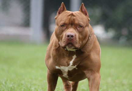 DY PITBULLË SULMUAN TË MOSHUARËN/ Dëshmia te të zotit në polici: Nuk e di si ishte hapur dera, i kisha lënë të…