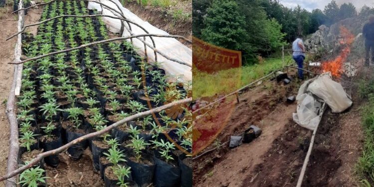 ZBULOHET NJË PARCELË ME KANABIS NË BULQIZË/ Nën hetim kryeplaku e specialisti i mjedisit