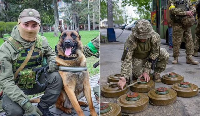LUFTA/ Rusët “tradhtohen” edhe nga qeni, bashkohet me forcat speciale ukrainase (FOTO)