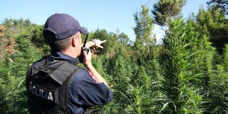 12 ORË NË HUMNERË/ Nxirret efektivi që ra gjatë kontrolleve për kanabis. Pritet helikopteri për ta sjellë në Tiranë