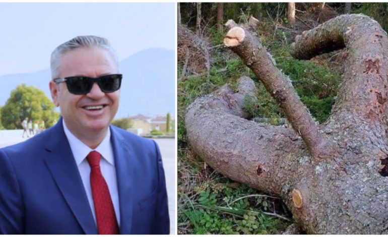 DJEGIA E RAUNDIT TË TRETË/ Murrizi: Parlamenti do të ketë kandidat për President këtë drurin simpatik të pyllit të Divjakës