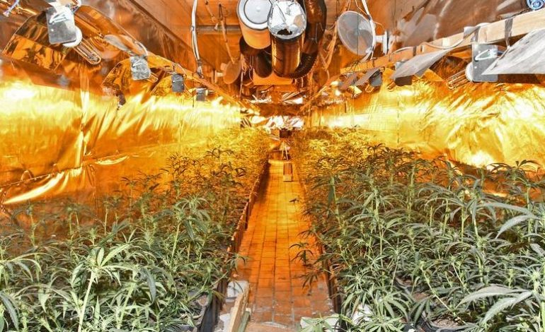 KUJDESESHIN PËR DROGËN 1 MILIONË EURO/ Arrestohen dy “kopshtarët” shqiptarë në Gjermani, ja si ndaheshin punët