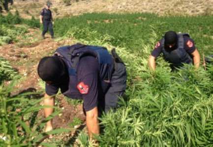 TRAFIK DROGE E DERI TEK AMËMAJTJE PA LEJE / Policia e Shtetit bën bilancin e një jave: 130 të arrestuar, 372 nën hetim
