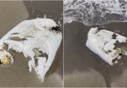 PAMJET/ Dalin sërish pula të ngordhura në bregdetin e Shëngjinit, thesi me shpendët del në sipërfaqe