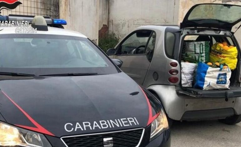 SHKOJNË PËR TË VJEDHUR AGRUME/ Dy të rinj gjenden të vrarë në një fermë bujqësore