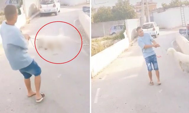 S’KA FUND BARBARIA/ I riu në Shqipëri lidh prej qafe qenin dhe e rrotullon në ajër (VIDEO)