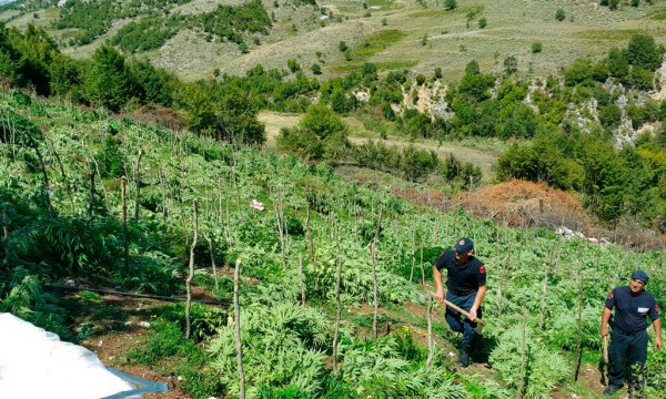 POLICIA NË KËMBË/ Operacione antidrogë në të gjithë vendin