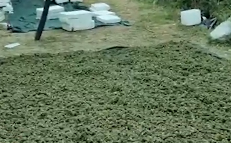 OPERACION NË SHKODËR/ Kanabisi “qilim” në tokë për t’u tharë, sekuestrohen 246 kg, 6 në pranga (VIDEO)