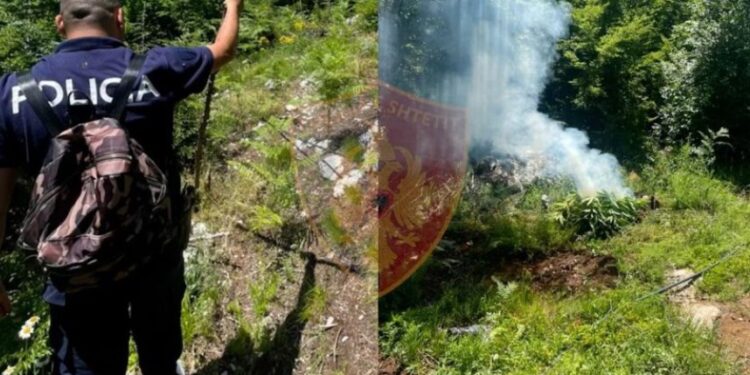 “E MBOLLI HASHASHIN PËR…”/ Nusja i lë fajin, vjehrra justifikohet: Shkova të blija farë për speca e domate. Tregtari…