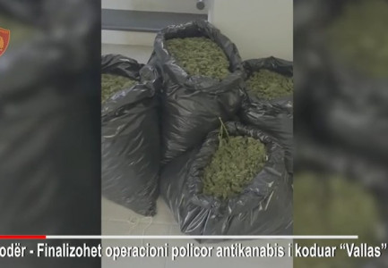 NGA TIRANA NË SHKODËR PËR T’U KUJDESUR PËR BIMËT/ Goditet grupi i kultivimit të drogës, mes të arrestuarve edhe gra. Kush është “shefi” parcelave