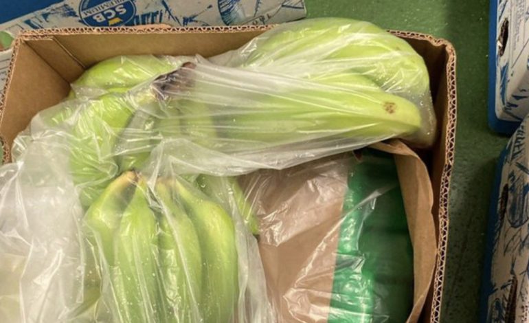 JO VETËM NË SHQIPËRI/ Zbulohet në Londër një sasi rekord kokaine e fshehur mes bananeve, ja nga vinte