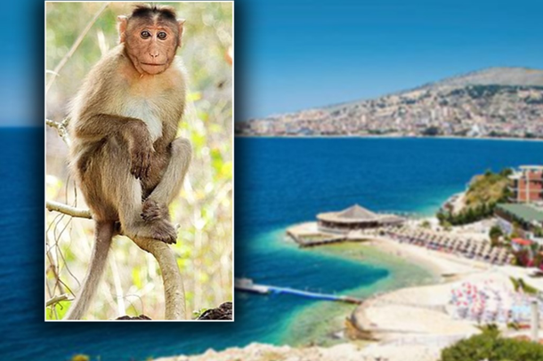 E PAZAKONTË NË SARANDË/ Majmuni rreh me shpulla policët e Bashkisë