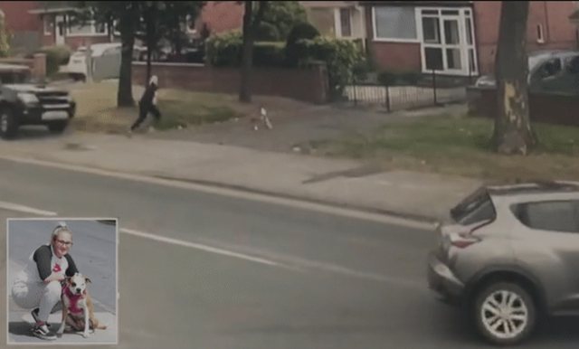 PAMJET PREKËSE/ Momenti kur qeni shpëton pronaren nga vdekja