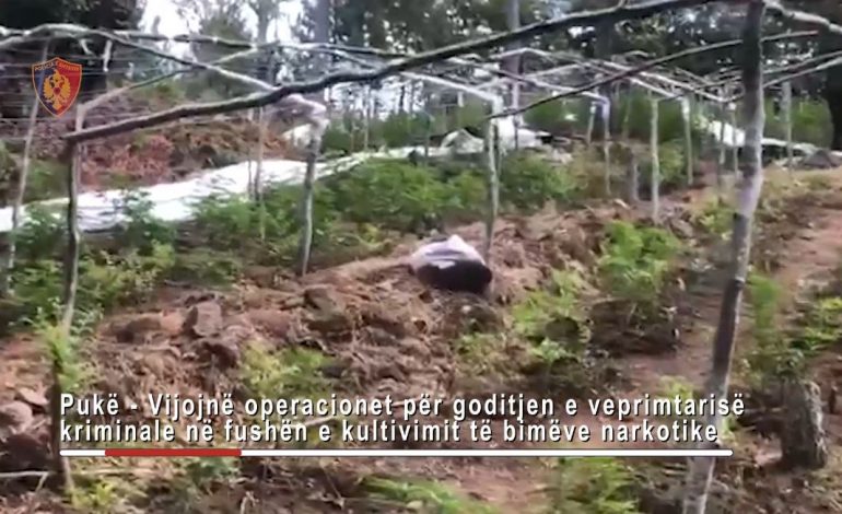 PAMJET/ Zbulohet parcela me kanabis në një zonë të pyllëzuar në Pukë, pranga babait 45-vjeçar, djalit dhe nipit të tij