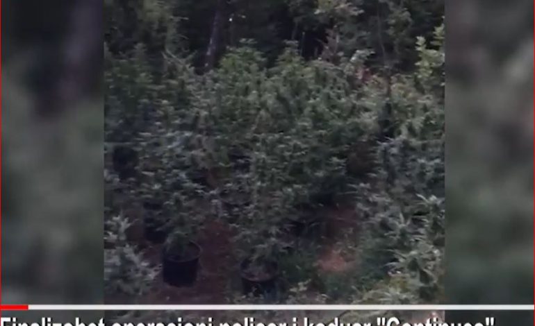 PUBLIKOHEN PAMJET/ Babë e bir kapen në flagrancë duke kultivuar kanabis në një parcelë në Orosh të Mirditës (EMRAT)